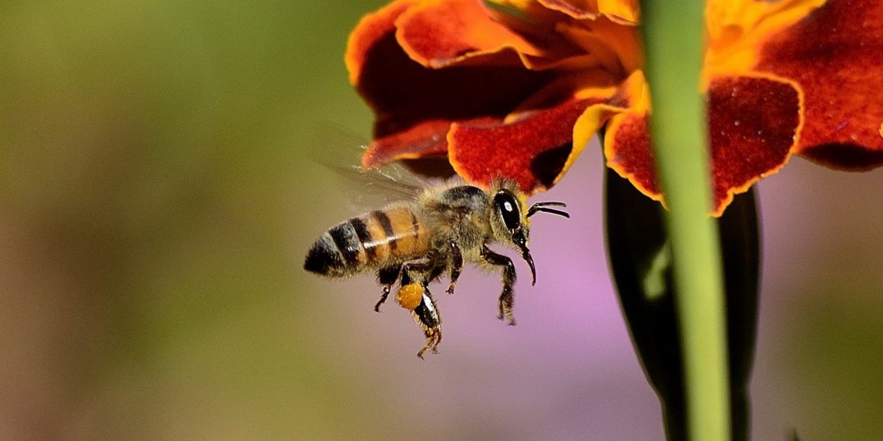 bee