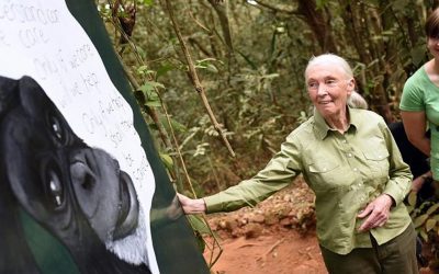 「對未來仍充滿希望，但窗仍緊閉」靈長類動物學家珍.古德嘆動物困境