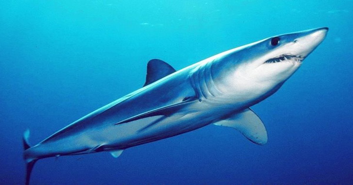 CITES：有海洋獵豹之稱的「尖吻鯖鯊」正式列為受保護物種